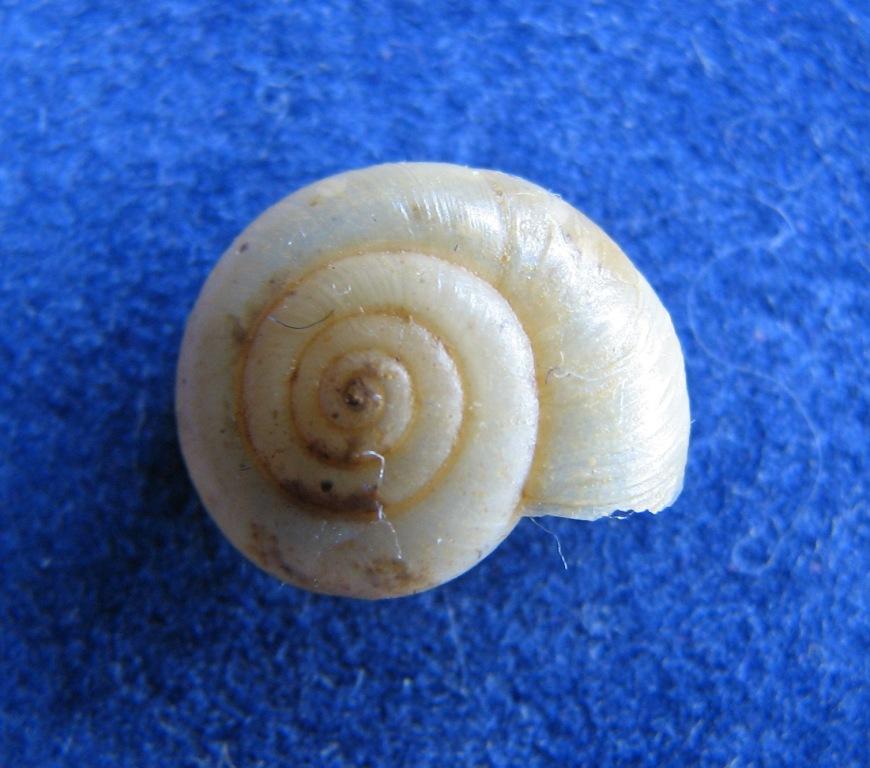Oxychilus cf. perspectivus dall'' Isola di Mozia(TP)